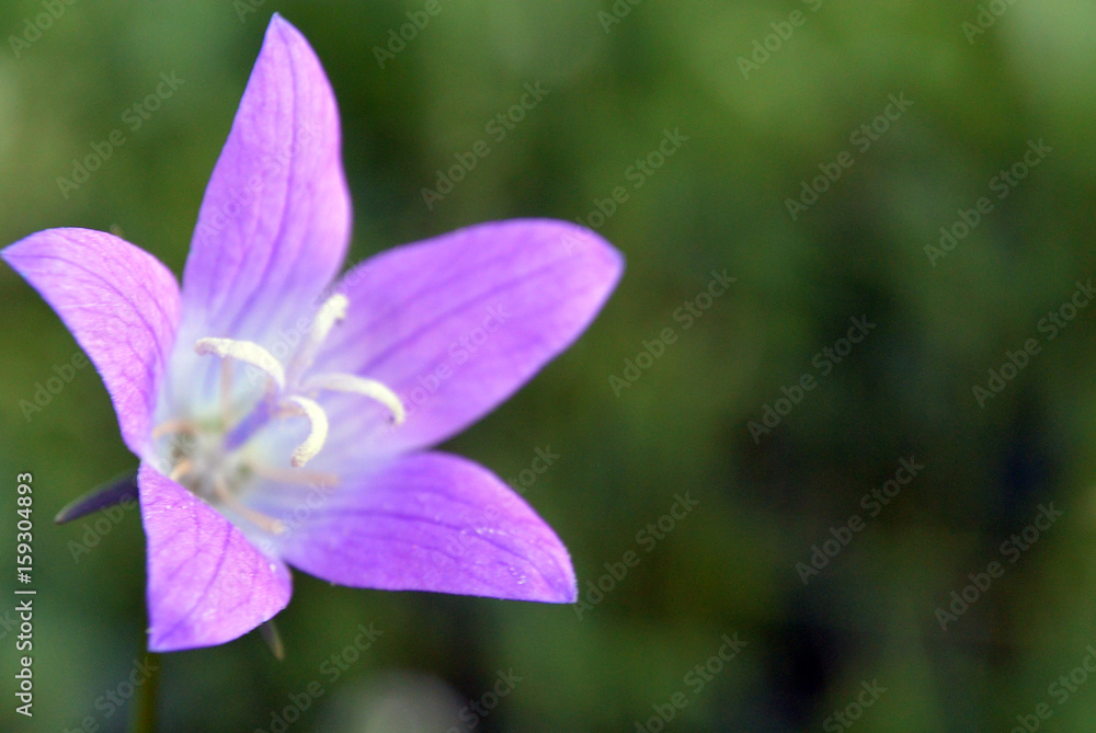 Blur background with violet bell flower campanula Blur background with violet bell flower campanula