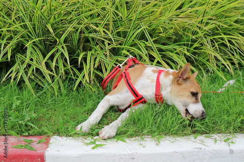 A Cute white and brown dog eating grass. Grass are the natural medicine for dog.