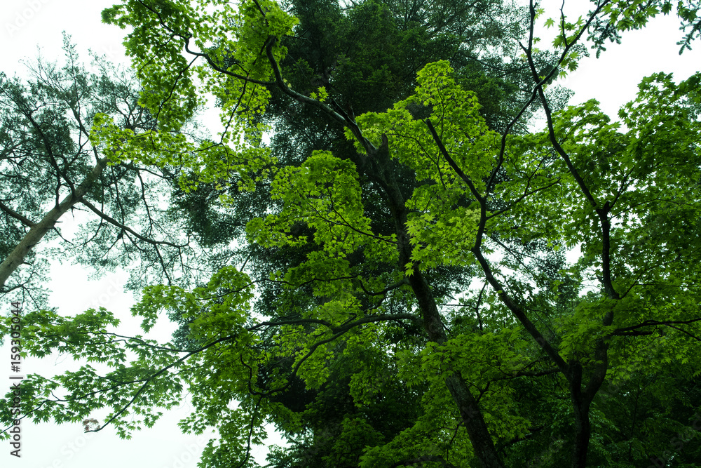 Fototapeta premium 雨後の樹木