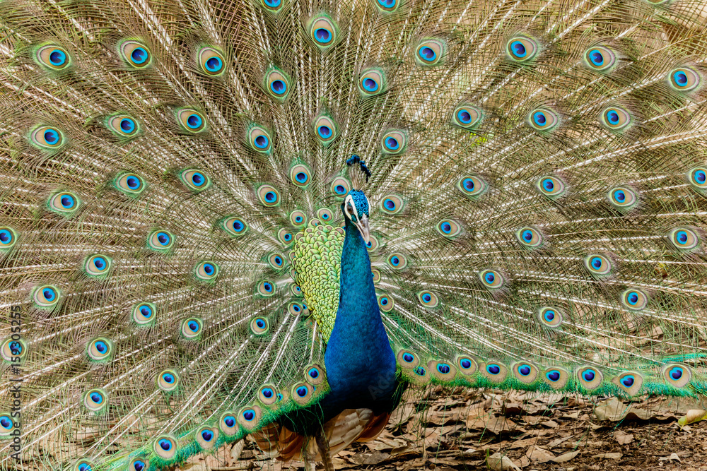 Obraz premium Peacock. Portrait of male peacock displaying his tail feathers.