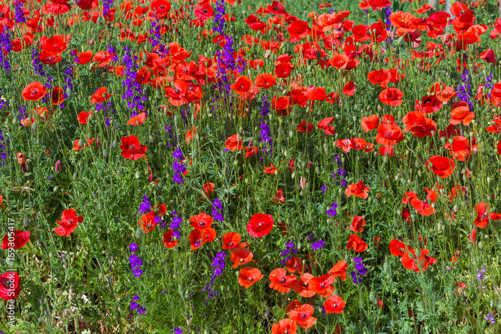 Wiese mit Mohnblumen