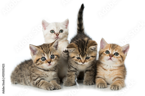 Vier Britisch Kurzhaar Kätzchen