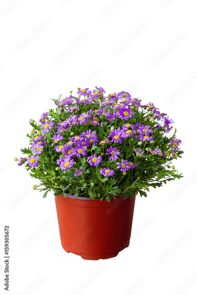 Purple daisy in the pot