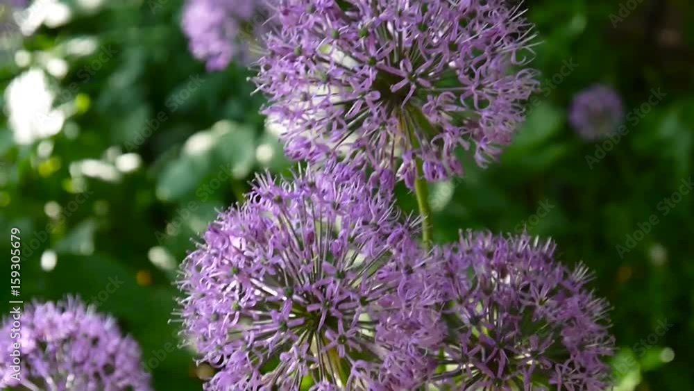 Allium purple flowers close up in the garden shooting of static camera. Allium purple flowers close up in the garden shooting of static camera.