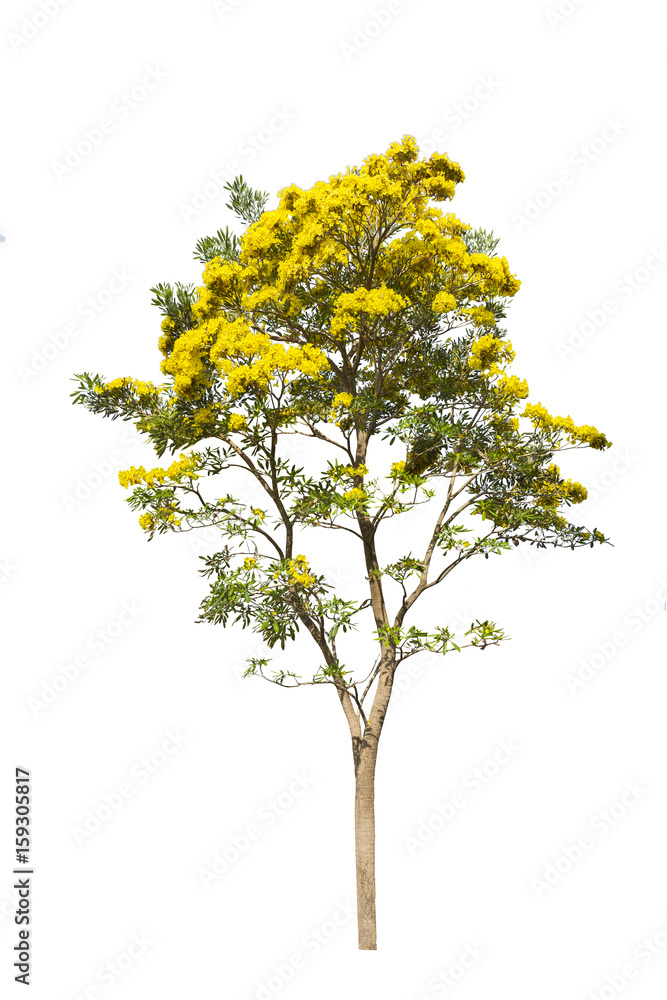 Isolated silver trumpet tree Isolated silver trumpet tree