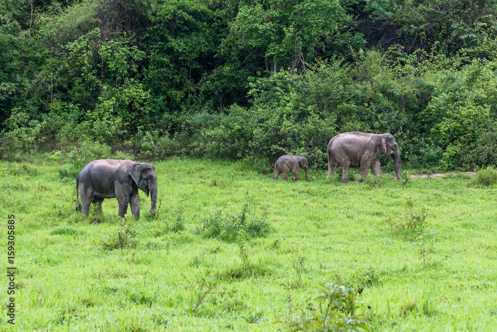 Family of Asian Elephant walking and looking grass for food in forest. Kui Buri National Park. Thailand.