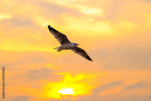 beautiful seagull and sea with sunset.