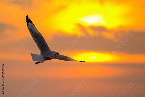 beautiful seagull and sea with sunset.