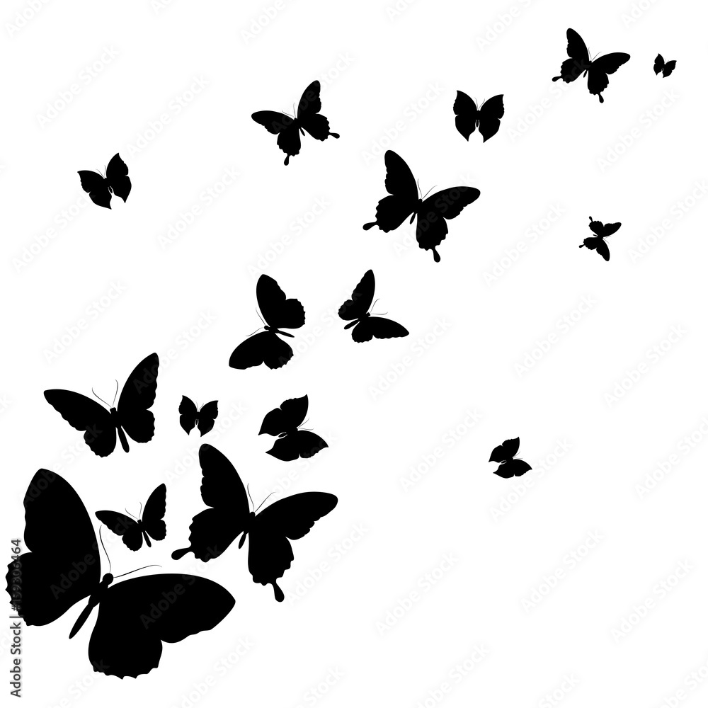 black butterfly, isolated on a white black butterfly, isolated on a white