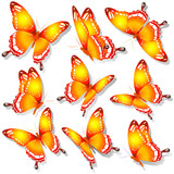beautiful orange butterflies, isolated  on a white
