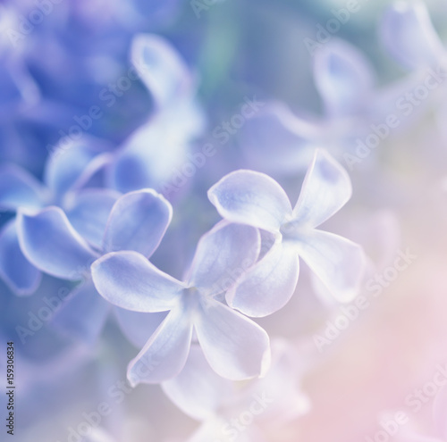 Gentle flower background from flowers of a lilac.