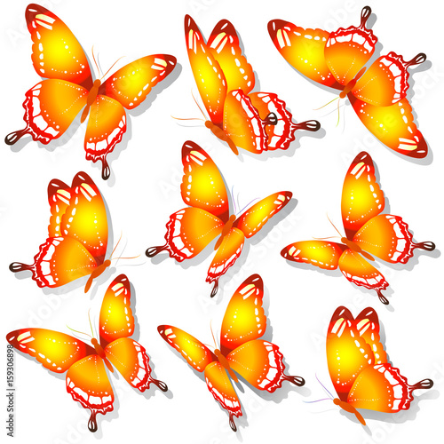 beautiful orange butterflies, isolated on a white