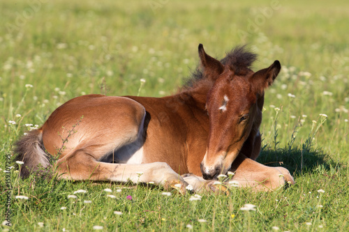Sorrel foal on the floral meadow