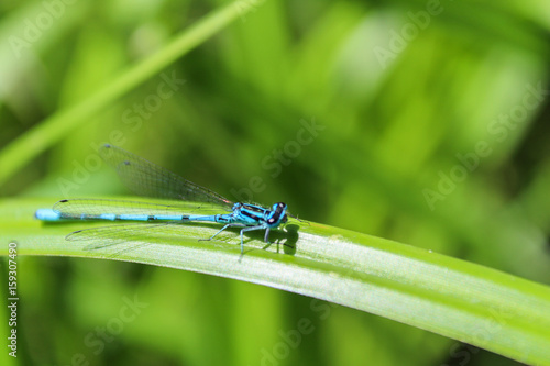 Blue Coenagrion scitulum on green grass leave from side, macro photo