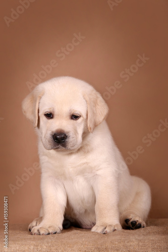 Sweet labrador retriever puppy.