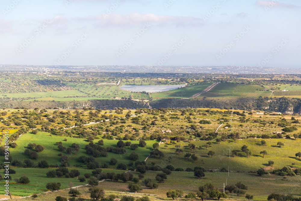 Panoramic view of some olive tree fields in Sicily