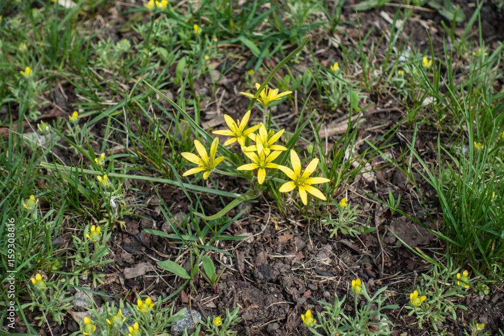 Close up of flowers of Gagea minima Close up of flowers of Gagea minima