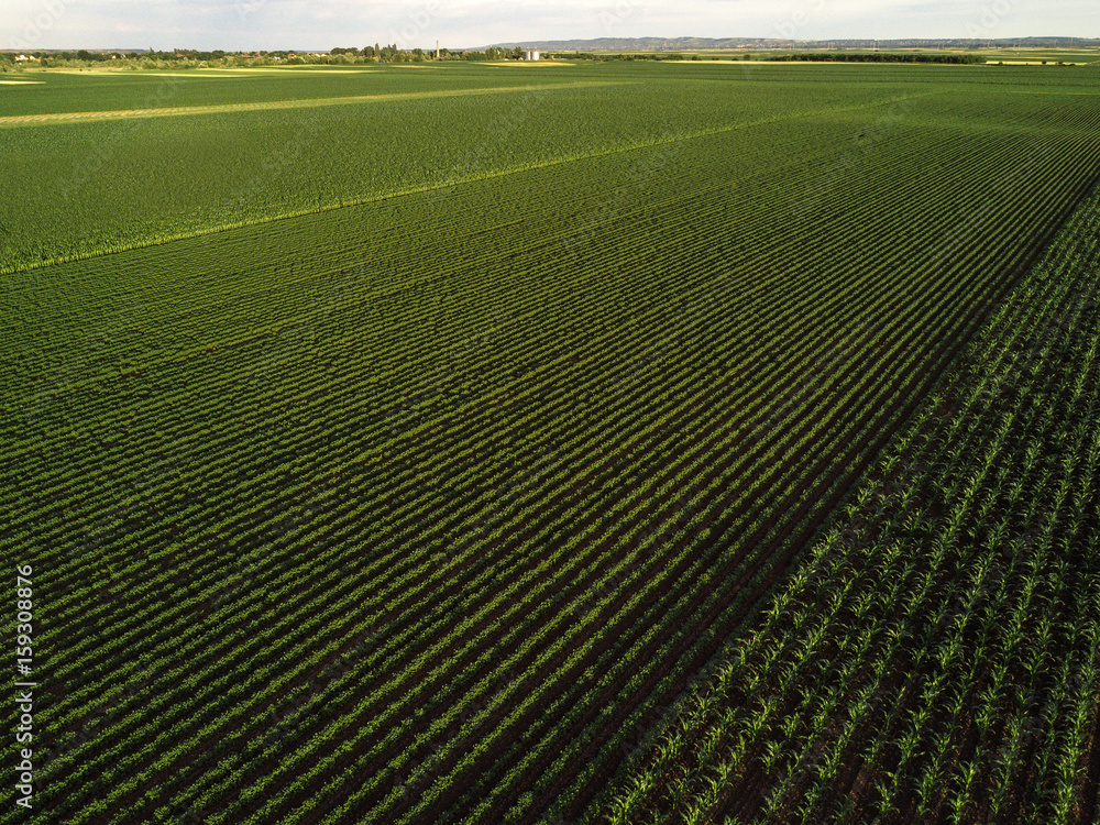 Cultivated field from drone point of view