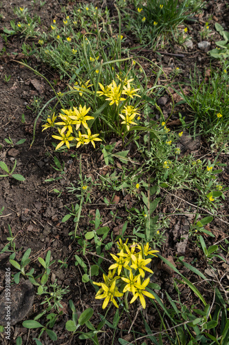 Flowering Gagea minima and Ceratocephala testiculata in spring photo