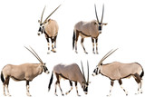 Set of five gemsbok in different posing isolated on white background, seen at namibia, africa