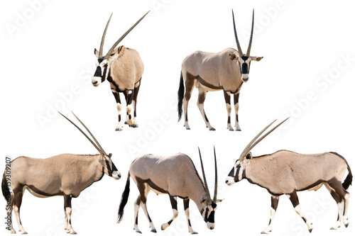 Set of five gemsbok in different posing isolated on white background, seen at namibia, africa