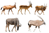 Set of five different antelopes - hartebeest, wildebeest, eland, impala, oryx - isolated on white background
