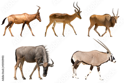 Set of five different antelopes - hartebeest, wildebeest, eland, impala, oryx - isolated on white background