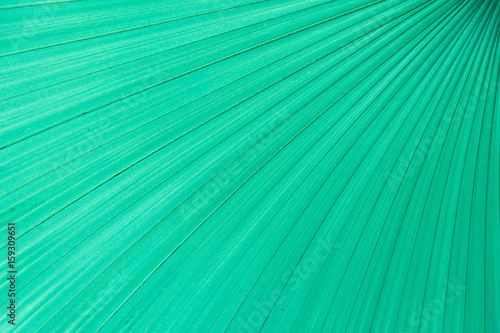 Close up  turquoise palm leaf Stripe for texture and background