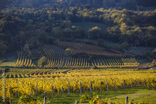 green vineyards landscape 