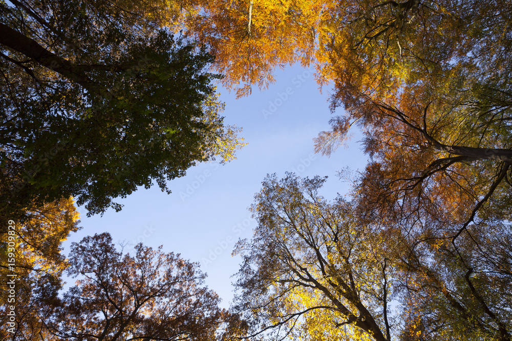 Herbstlandschaft im Rombergpark, Dortmund, Ruhrgebiet, Nordrhein-Westfalen, Deutschland, Europa Herbstlandschaft im Rombergpark, Dortmund, Ruhrgebiet, Nordrhein-Westfalen, Deutschland, Europa