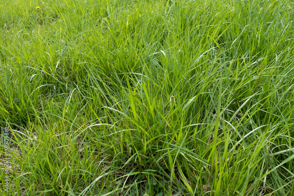 Fototapeta premium A meadow with unmown tall green grass