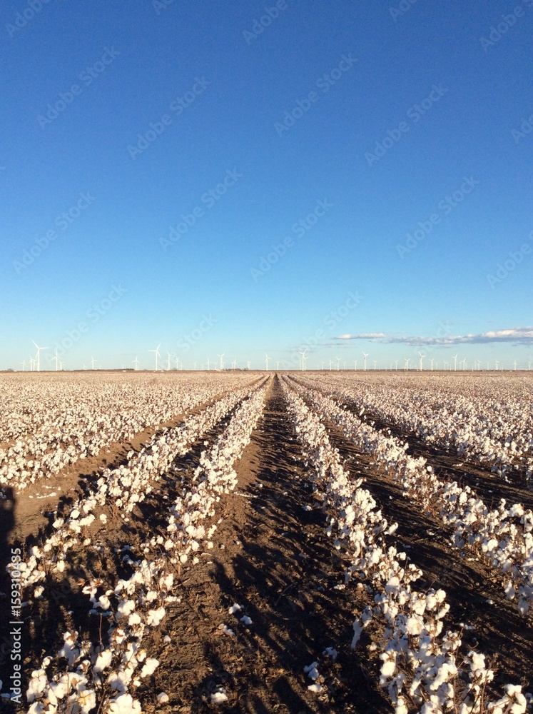 Rows of Cotton and Wind Turbines