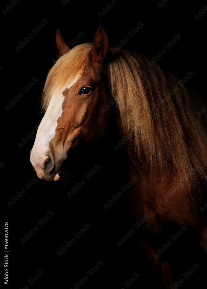 Russian heavy draught horse Russian heavy draught horse
