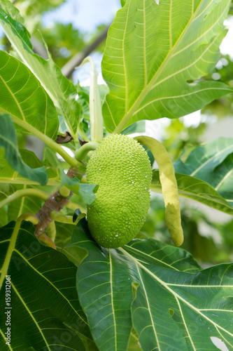 A breadfruit on the breadfruit tree