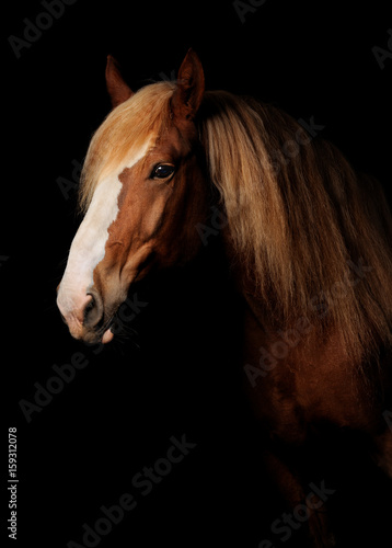 Fototapeta Naklejka Na Ścianę i Meble -  Russian heavy draught horse