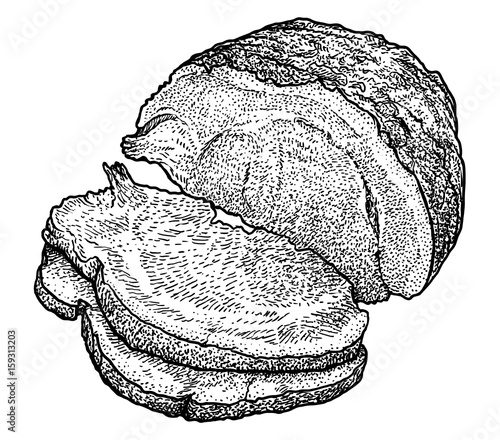 Ham illustration, drawing, engraving, ink, line art, vector