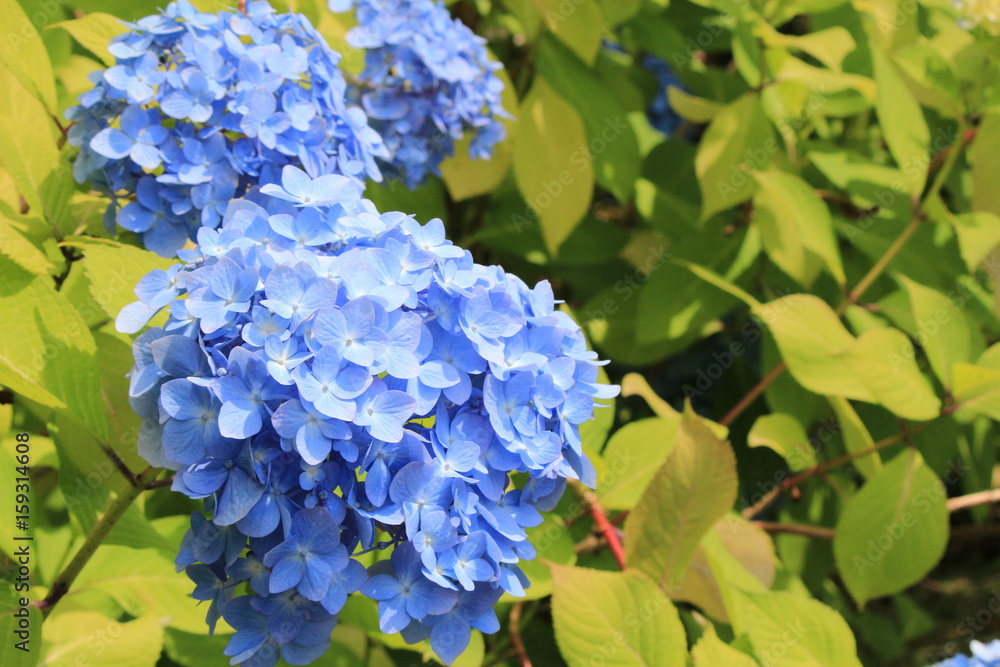 あじさい　梅雨　風景　背景