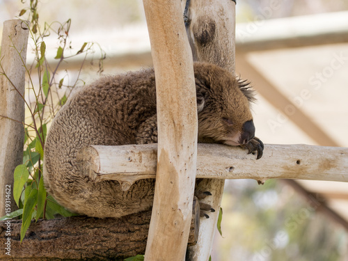Photography Koala sleeps on felled trees in Gan Guru kangaroo park in Kibutz Nir David, Isra