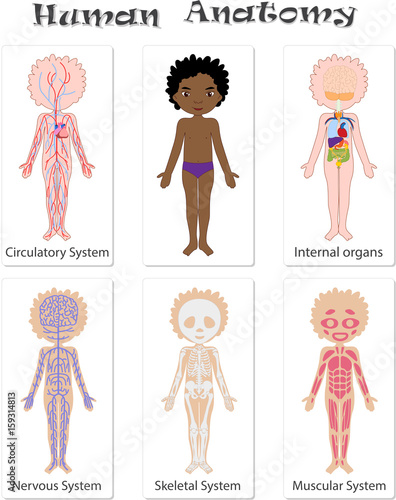 Human anatomy for kids