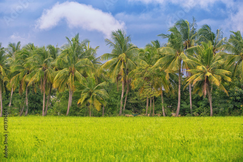 Paddy fields with coconut trees and blue sky in Thailand