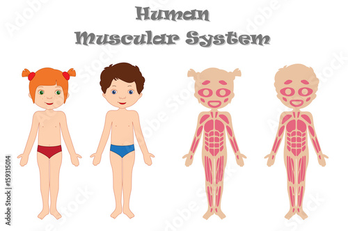 Human muscular system for kids