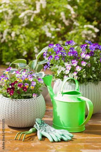 beautiful pansy summer flowers in garden and watering can gloves