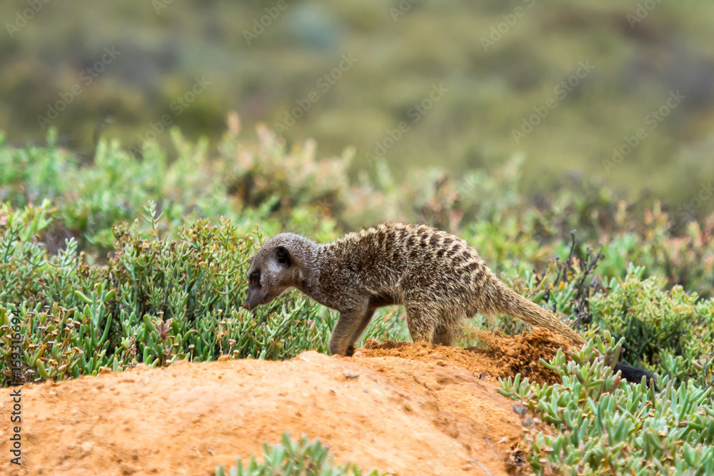 Suricate