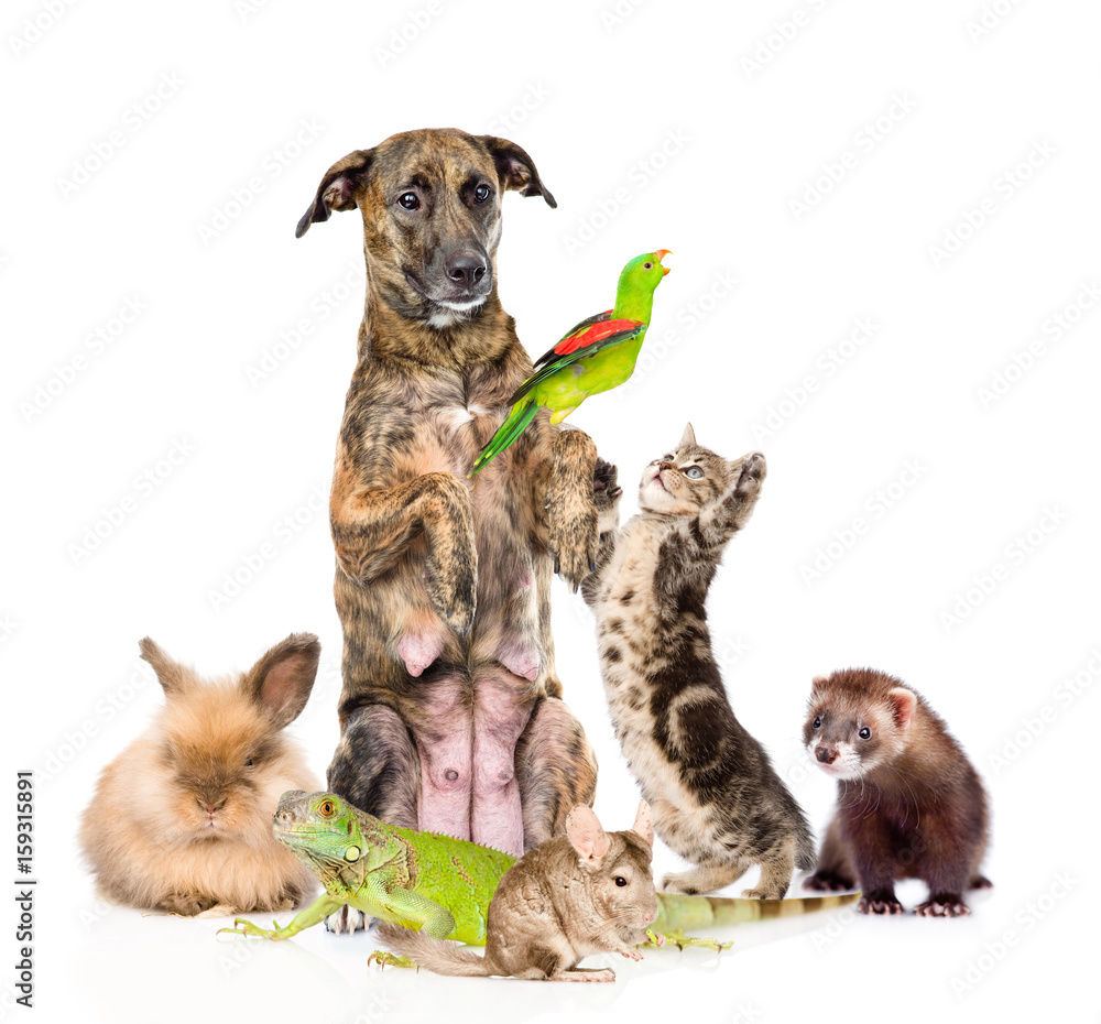 Group of funny pets. isolated on white background