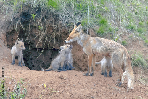 Fox with a brood of cubs
