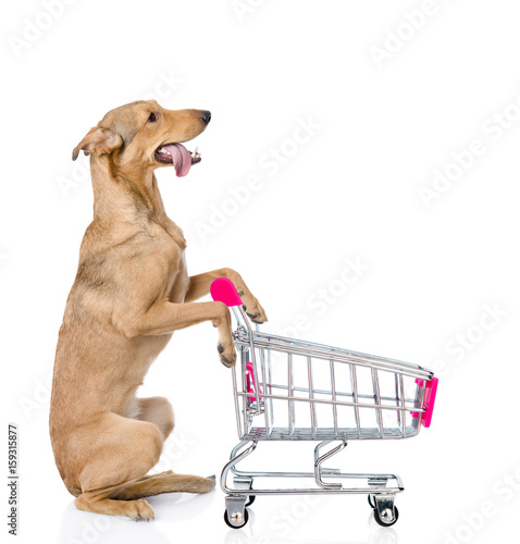Cuadro en lienzo Dog with shopping trolley looking up