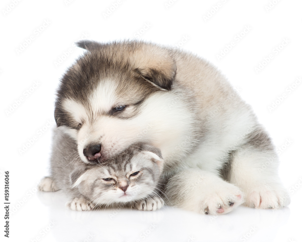 Puppy biting kitten. isolated on white background