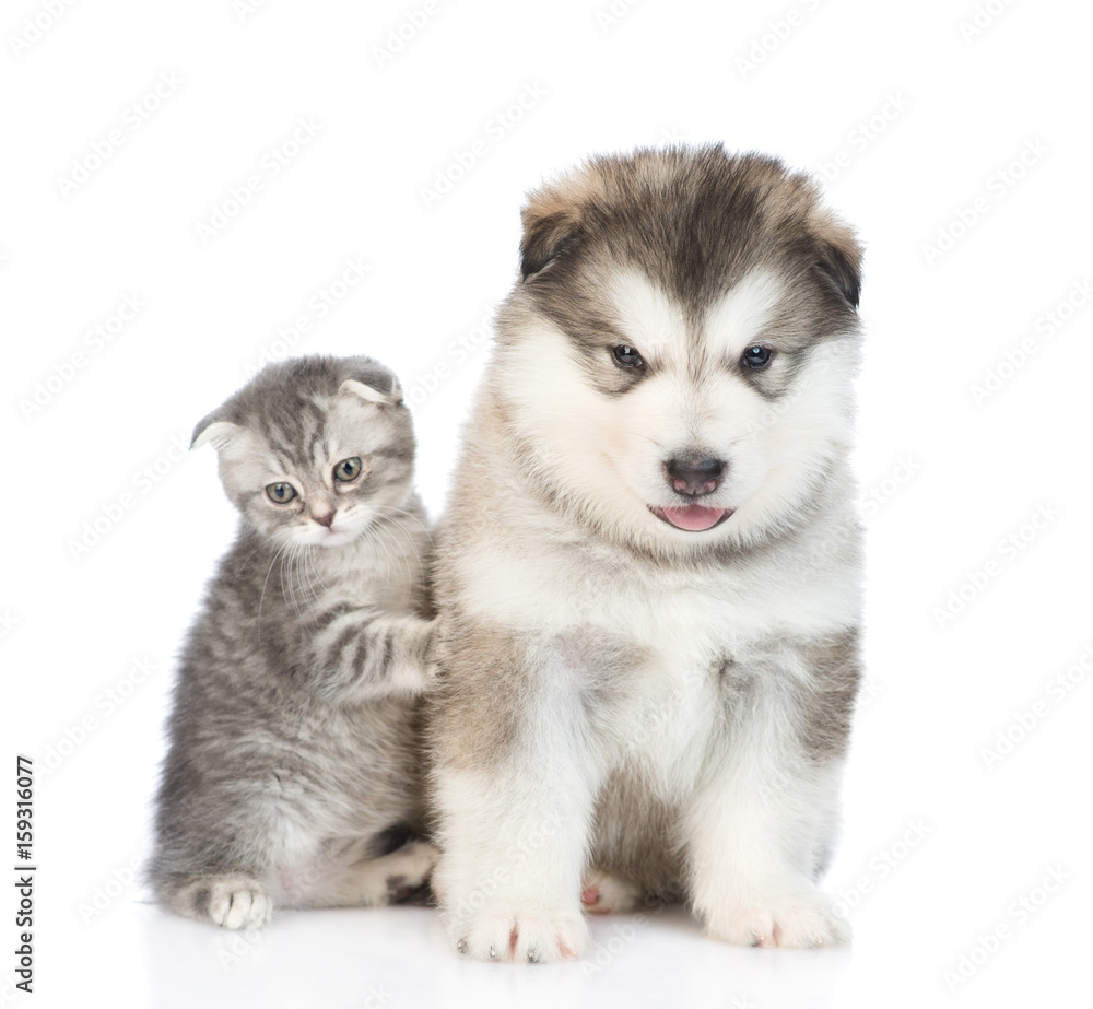 Puppy and kitten together. isolated on white background