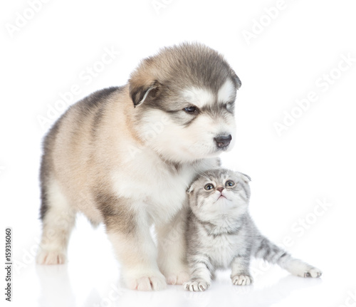 Fototapeta Naklejka Na Ścianę i Meble -  Kitten looking at a puppy. isolated on white background