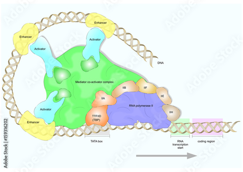 Fotografija Transcriptional activation of a specific gene from DNA through TATA box and its binding proteins